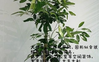 大叶伞水培能安全越冬吗？