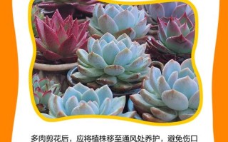 多肉开花后要剪吗？