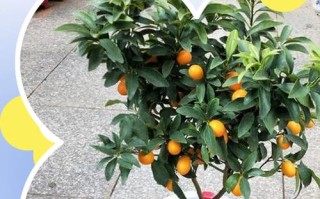 金桔盆栽冬天能结果吗？