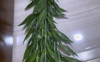 富贵竹烂根了怎么办？