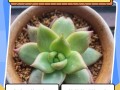 多肉开花惊艳还是平凡？