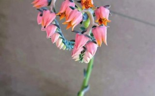 多肉开花这么美？怎么养才能开？