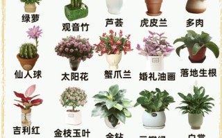 这些大盆栽都是什么品种？