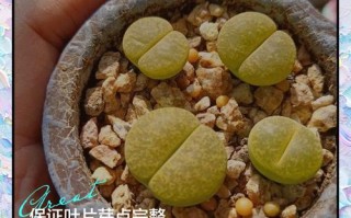 多肉叶芽冒出后能浇水吗？