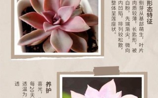 初恋多肉的花语究竟藏着哪些秘密？