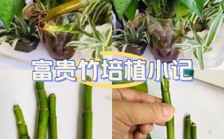 富贵竹水培修剪多长合适？