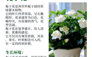 水培栀子花冬天怎么养才好？
