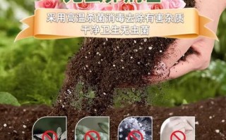 金桔树盆栽用什么土壤