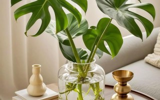 龟背竹叶插能水培生根吗？