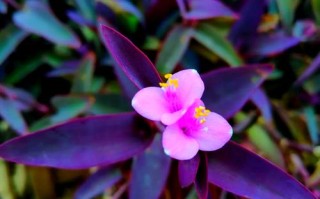 紫竹梅盆栽如何安全过冬？