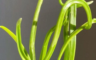 水培蒜苗放室外还是室内