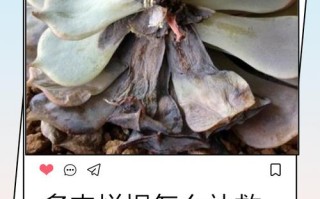 多肉气根要剪吗？不剪会怎样？