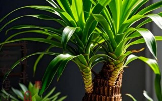 北方水培植物为何难养？