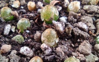 灯泡多肉种下多久能发芽？