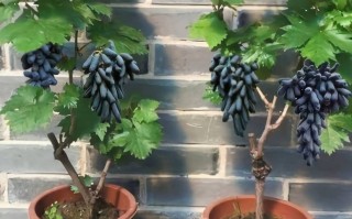 盆栽葡萄有哪些品种？