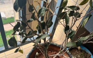 夏季室内盆栽茶花为何落叶？