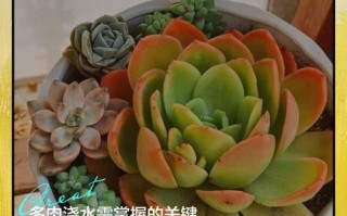 春季多肉施肥的最佳时间是什么时候？