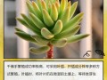千佛手多肉有什么寓意