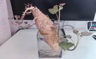 发芽红薯切开水培可行吗？