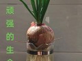 洋葱盆栽放房间怎么种？