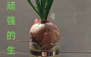 洋葱盆栽放房间怎么种？