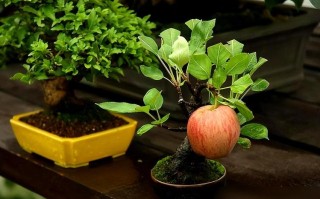 苹果盆栽冬天到底要不要剪枝？