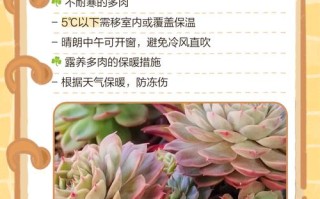 湖南多肉冬天怎么安全过冬？