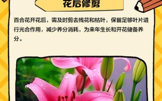 水培百合为何不开花？养护哪里出问题了？