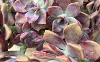 多肉初恋开花后该剪掉吗？