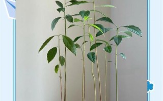 牛油果核种盆栽能结果吗？