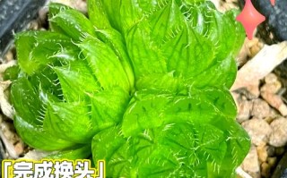 樱水晶怎么养？关键养护技巧有哪些？