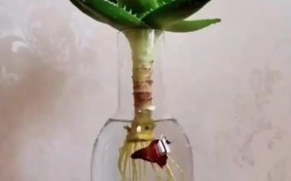 芦荟切段水培怎么生根最快？