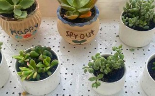 小多肉用什么土长得好？