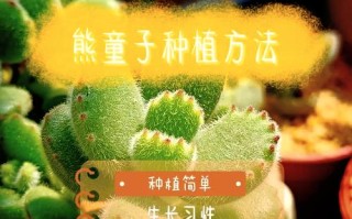 多肉刚种下后要注意什么？