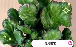 麒麟多肉怎么繁殖？