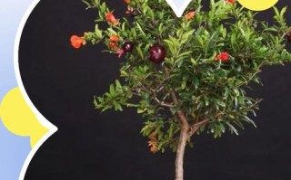 盆栽石榴配土，用什么土最合适？