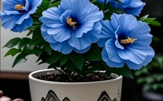 哪种木本盆栽最好养活又好看？