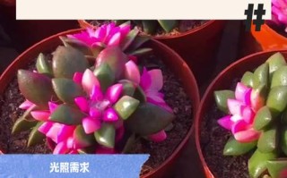 冬天多肉土怎么配才保暖又透气？