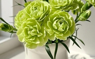 盆栽康乃馨图片有哪些品种？