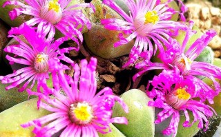 什么多肉易开花？新手养护怎么选？