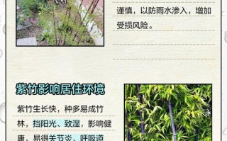 水培紫竹为何总养不活？