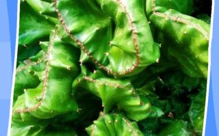 多肉麒麟掌怎么养才好？