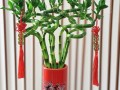 家里盆栽能种竹子吗？