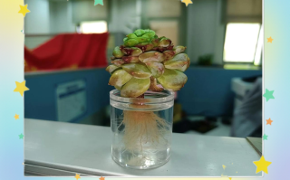 水培多肉为何总长不大？