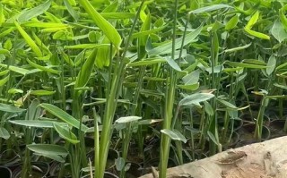 柳州有水培种植基地吗？