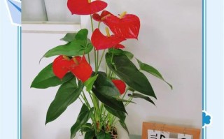 夏天水培哪些花好养又开花？