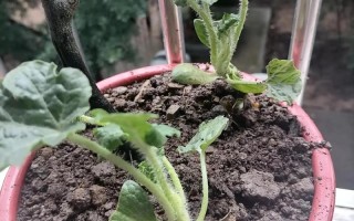 黑美人盆栽怎么养才好？