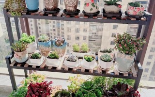 阳台适合养哪些多肉？