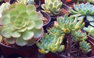 砍头多肉涂多菌灵，伤口要晾多久？