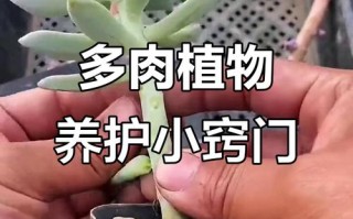 多肉发侧芽该多浇水还是控水？
